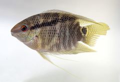 Flag Cichlid photo 1