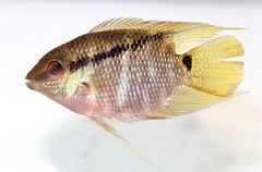 Flag Cichlid photo 2