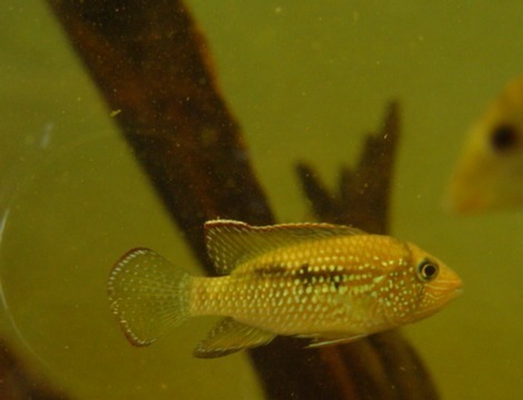 Inca Stone Fish