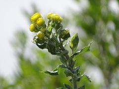 Helichrysum foetidum