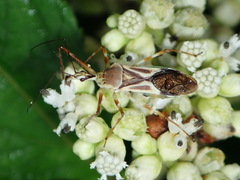 Zelus laticornis