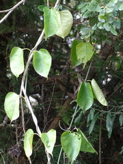 Vincetoxicum cordatum