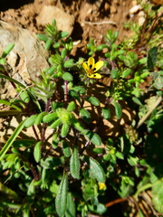 Gorteria piloselloides