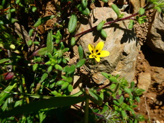 Gorteria piloselloides