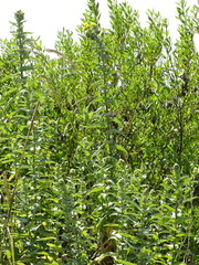 Helichrysum foetidum