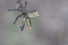 Tulista pumila