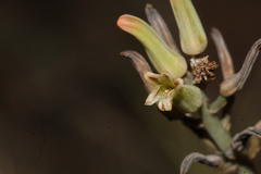 Tulista pumila