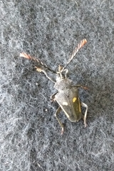 Calocomus desmarestii