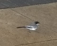 Motacilla alba