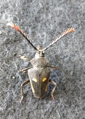 Calocomus desmarestii