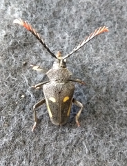 Calocomus desmarestii