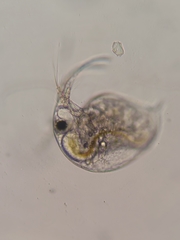 Bosmina longirostris