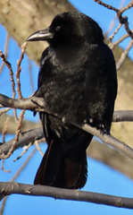 Corvus brachyrhynchos