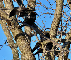 Corvus brachyrhynchos