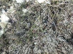 Thymus helendzhicus