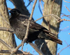 Corvus brachyrhynchos