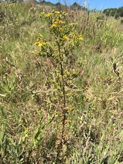 Hypericum brasiliense