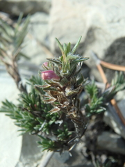Thymus helendzhicus