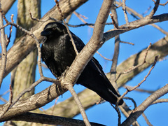 Corvus brachyrhynchos