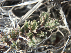 Thymus helendzhicus