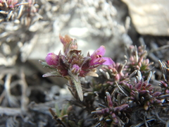 Thymus helendzhicus
