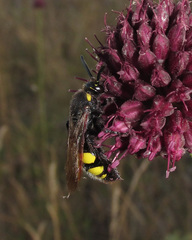 Scolia fuciformis