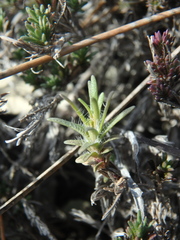 Thymus helendzhicus