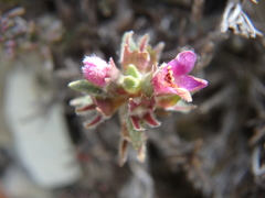 Thymus helendzhicus