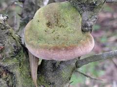 Fomitiporia hippophaeicola