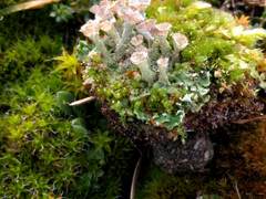 Cladonia pocillum