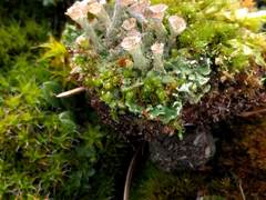 Cladonia pocillum