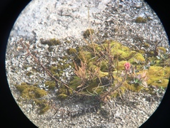 Castilleja gracillima