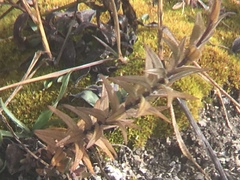 Castilleja gracillima