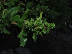 Escallonia myrtoidea