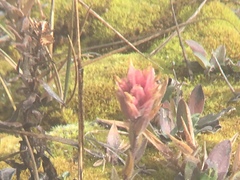 Castilleja gracillima