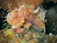 Abantennarius nummifer