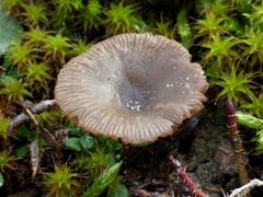 Clitocybe barbularum