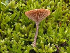 Clitocybe barbularum