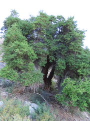Escallonia myrtoidea