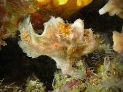 Abantennarius nummifer