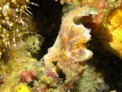 Abantennarius nummifer