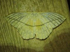 Lonomia electra