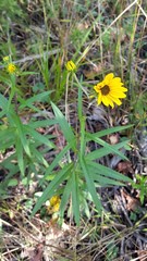 Helianthus simulans