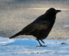Corvus brachyrhynchos