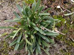 Centaurium littorale