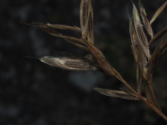 Bromus setifolius