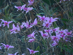 Laelia anceps