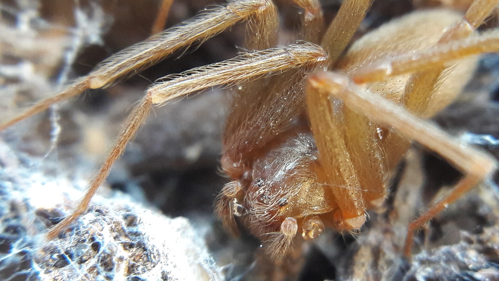 Loxosceles nahuana