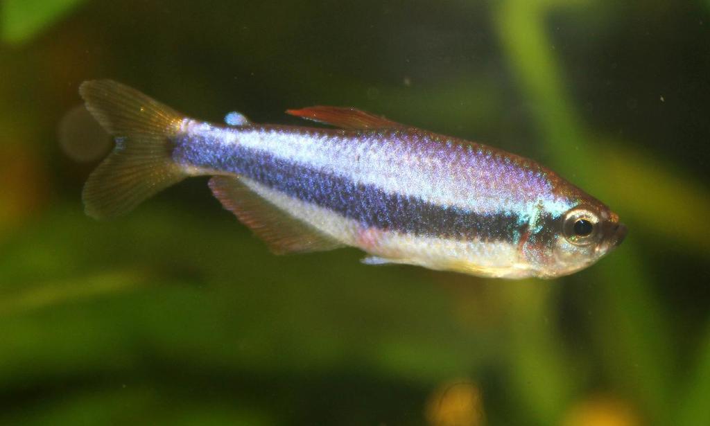 Royal Tetra