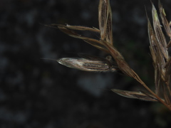 Bromus setifolius